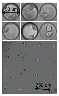 Isolation of cells in microfabricated chambers containing oxygen sensors.